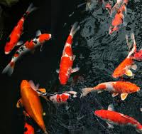picture of a fish pond
